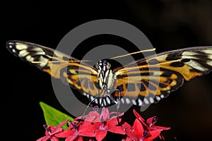 Tiger-striped longwing, heliconius ismenius