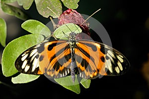 Tiger-striped longwing, heliconius ismenius