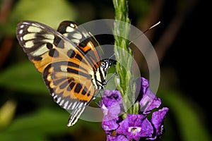 Tiger-striped longwing, heliconius ismenius