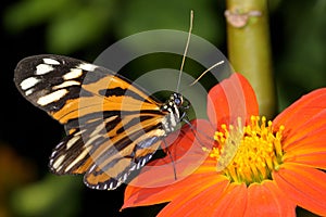 Tiger-striped longwing, heliconius ismenius