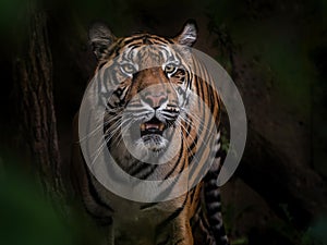 Tiger sumaterskÃ½, big cats