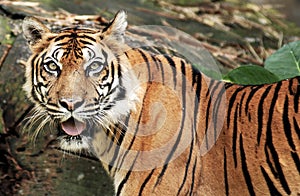 Tiger of Sumatra photo