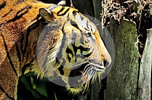 Tiger of Sumatra swimming in the jungle photo