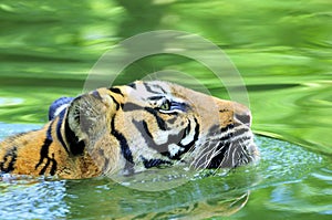 Tiger of Sumatra swimming in the jungle