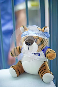 Tiger in surgery