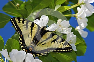 Tiger Swallowtail on Apple Blossoms