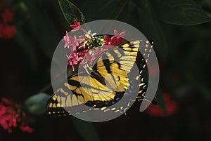 Tiger Swallowtail butterfly