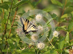 Tiger Swallowtail Butterfly photo