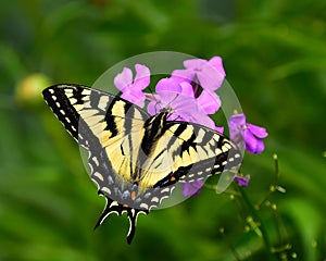 Tiger swallowtail butterfly