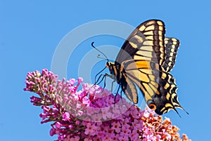 Tiger Swallowtail Butterfly