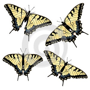 Tiger Swallowtail Butterfly photo