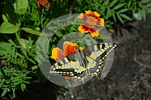 Tiger Swallowtail Butterfly, butterfly on a flower