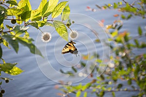 Tiger Swallowtail Butterfly on Buttonbush