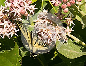 Tiger Swallowtail Butterfly Feeding on Nectar from Milkweed Flower