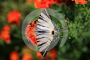 Tiger Swallowtail Butterfly on a flower