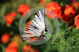 Tiger Swallowtail Butterfly on a flower