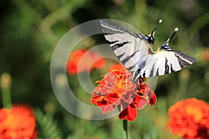 Tiger Swallowtail Butterfly on a flower