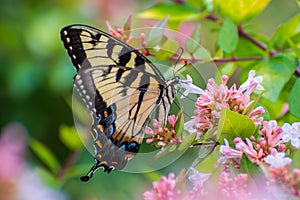 Tiger swallowtail butterfly on flower