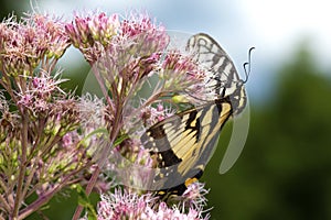 Tiger swallowtail butterfly on Joe Pye Weed in New Hampshire