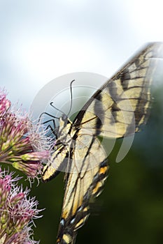 Tiger swallowtail butterfly on Joe Pye Weed in New Hampshire