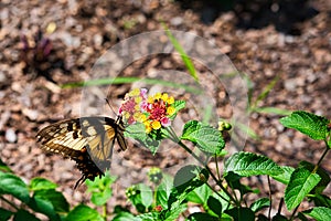 Tiger swallowtail butterfly on a lantana flower.