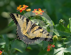 Tiger Swallowtail butterfly on Lantana flowers