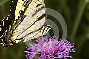 Tiger swallowtail butterfly on a lavender bergamot flower.