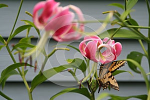 Tiger Swallowtail butterfly perches on rubrum lily.