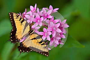 Tiger Swallowtail butterfly on pink flowers