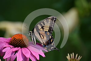 Tiger Swallowtail butterfly on Purple Coneflower