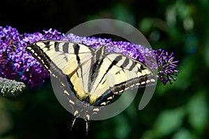 Tiger Swallowtail butterfly on purple lilac flowers