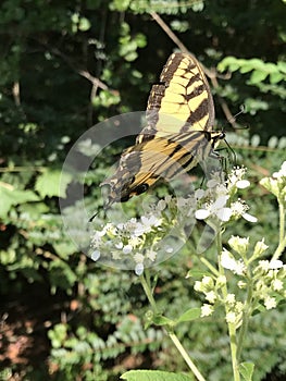 Tiger Swallowtail Butterfly on White Virginia Crownbeard Wildflower - Verbesina virginica