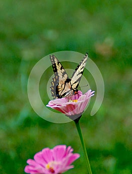 Tiger swallowtail butterfly on zinnia flower