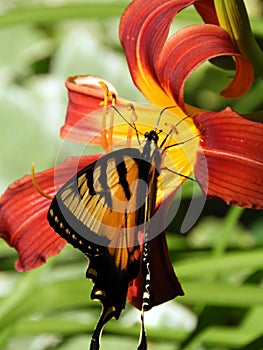 Tiger Swallowtail feeding at Day Lily