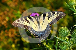 Tiger Swallowtail Illinois Wildlife