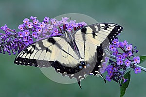 Tiger Swallowtail (papilio glaucas) Butterfly