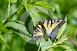 Tiger Swallowtail Papilio glaucus