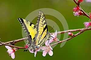 Tiger swallowtail on peach blossom