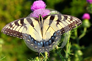 Tiger Swallowtail Thistle Illinois