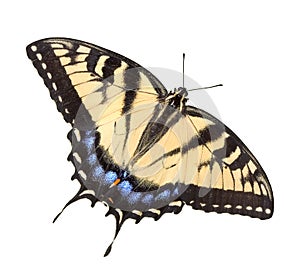 Tiger Swallowtail on white