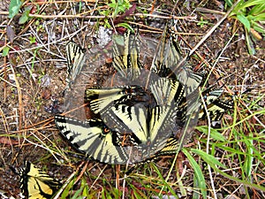 Tiger Swallowtails (Papilio glaucus)
