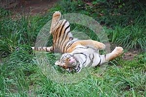 Tiger is swaying back and forth photo