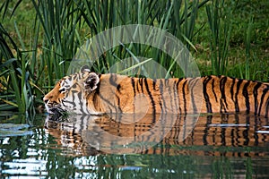 Tiger Swimming