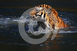 Tiger swimming in frozen lake
