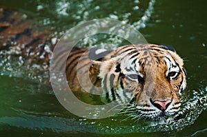 Tiger swimming in pond