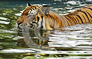 Tiger swimming in a river