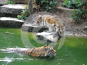 The tiger swims. Zoo Belgium.