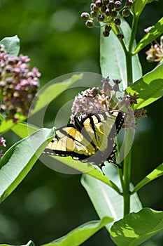 Tiger tail butterfly