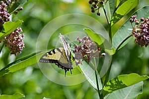 Tiger tail butterfly