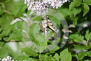 Tiger tail butterfly on lilacs